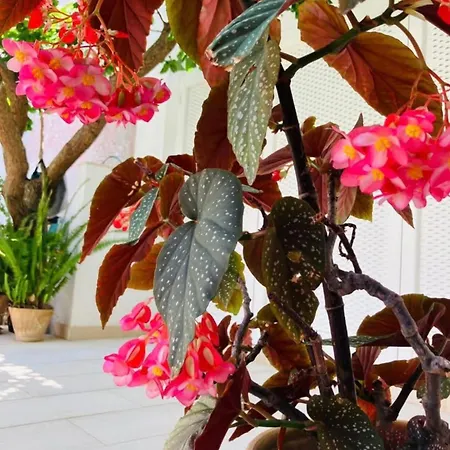 Casa Versomare Celeste Gagliano del Capo